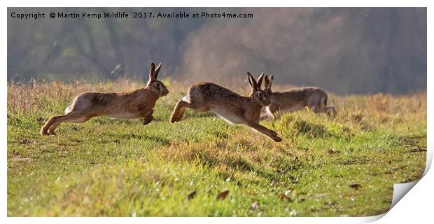 March Hare's Print by Martin Kemp Wildlife