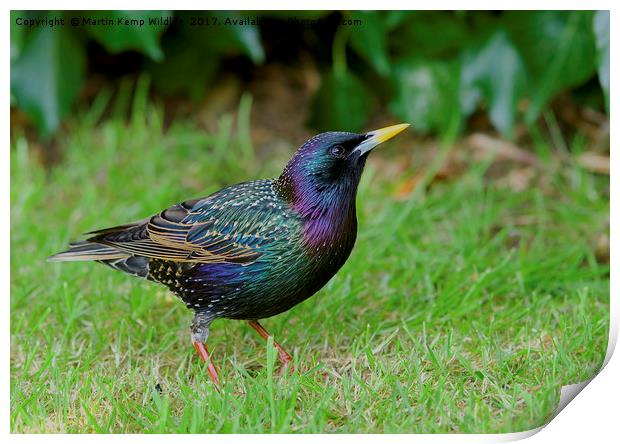 Starling in Colour Print by Martin Kemp Wildlife