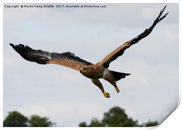 Eagle 1 Print by Martin Kemp Wildlife