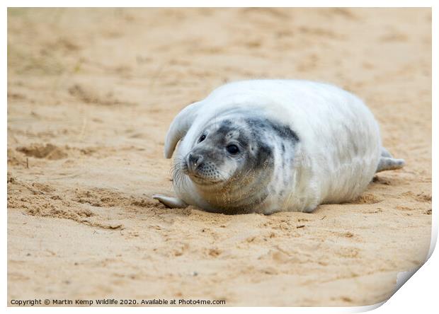  Seal on the Beach Print by Martin Kemp Wildlife
