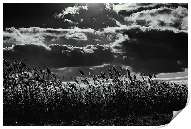 bw sunrays over field Print by steven ibinson