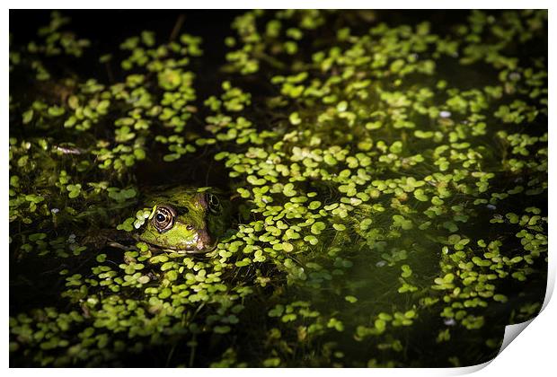 Frog relaxing in lake Print by steven ibinson