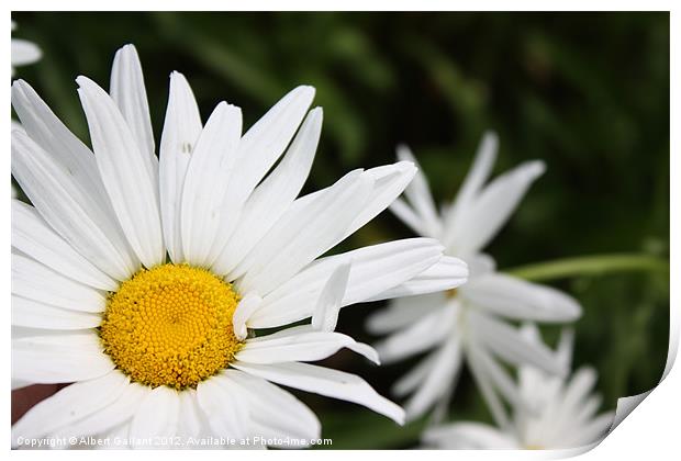 Daisy Print by Albert Gallant