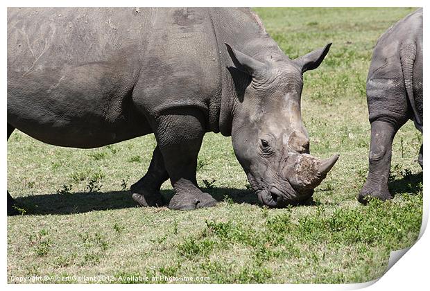 Up close on a rhino Print by Albert Gallant