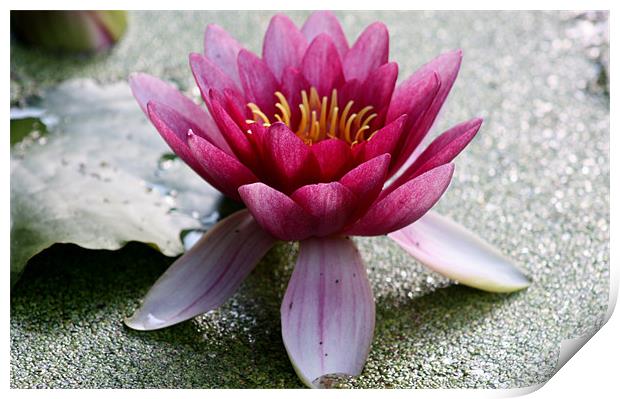 Water lily Print by Marilyn PARKER