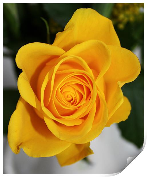 Beautiful yellow rose Print by Marilyn PARKER