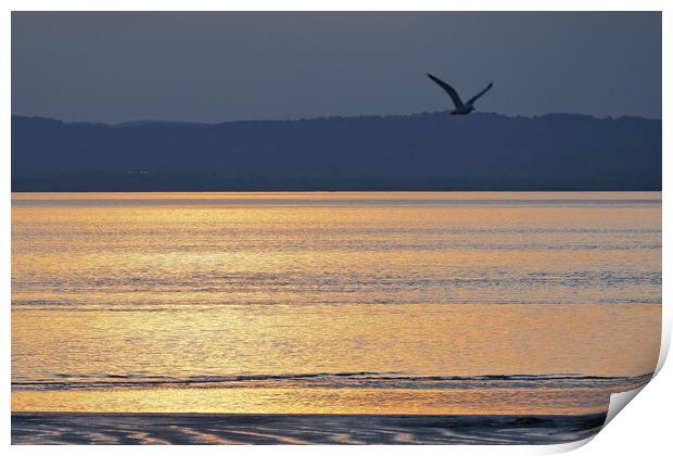 Bird flying in golden Sunset over water at Clevedon, Somerset. Print by mark humpage