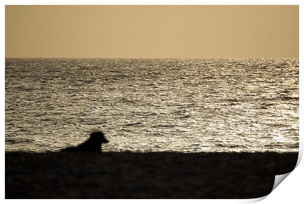 Dog watching Cape Verde sunset Print by mark humpage