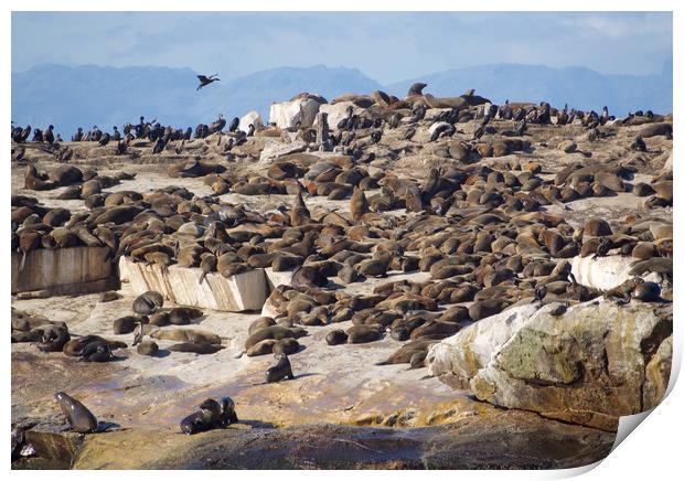 Seal Island, South Africa      Print by mark humpage