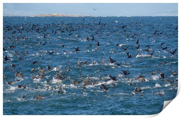 Seal Island birds Print by mark humpage