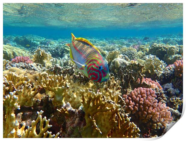 Rainbow Wrasse Red Sea Print by mark humpage
