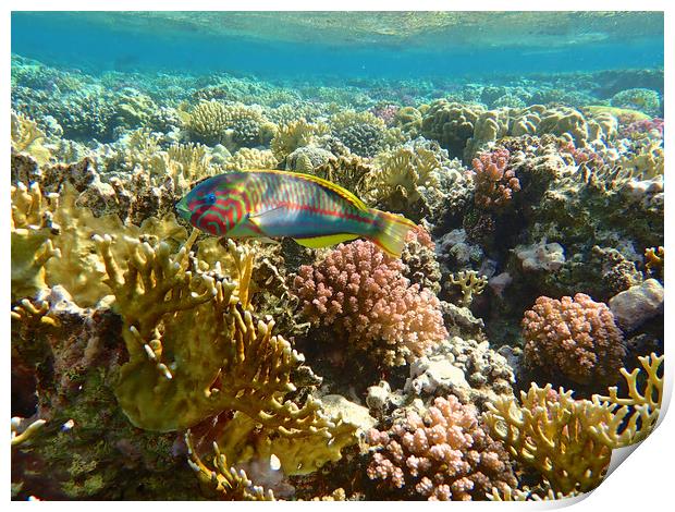Red Sea Rainbow fish Print by mark humpage