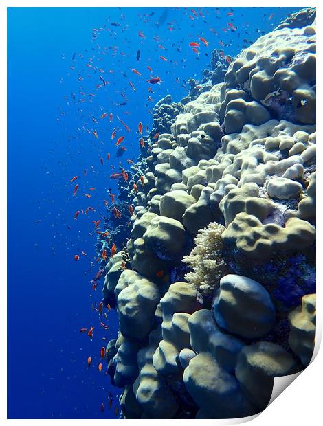 Elphinstone Reef Coral Print by mark humpage