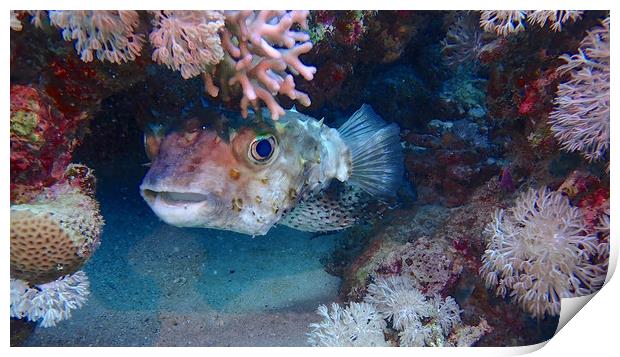 Puffer Fish Print by mark humpage