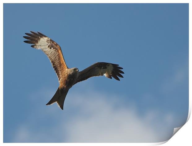 Red kite Flying Print by mark humpage