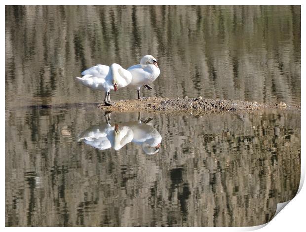 Pair of swans on water with reflections. Print by mark humpage