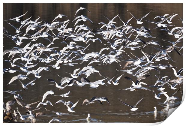 Flock of Gull birds on water Print by mark humpage