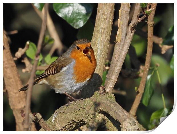 Robin small bird singing in tree Print by mark humpage