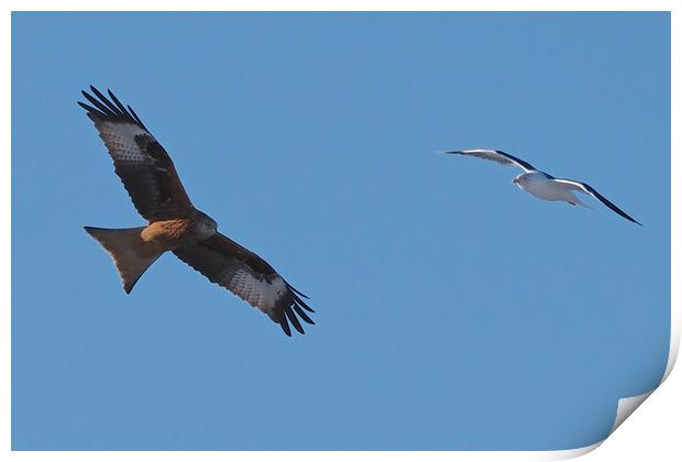 Red Kite and Gull in flight close up Print by mark humpage