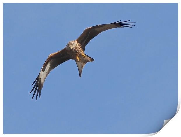 Red Kite bird flying in sky Print by mark humpage