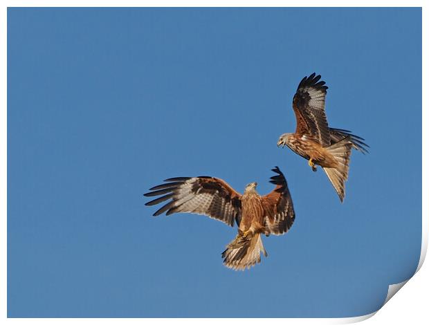 Two Red Kites flying Print by mark humpage