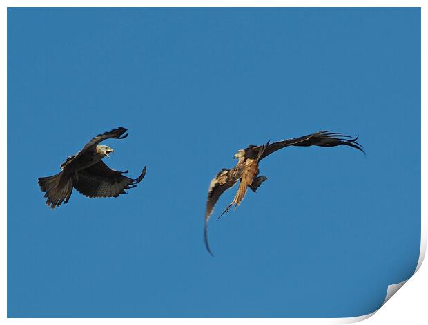 Two Red Kites flying Print by mark humpage