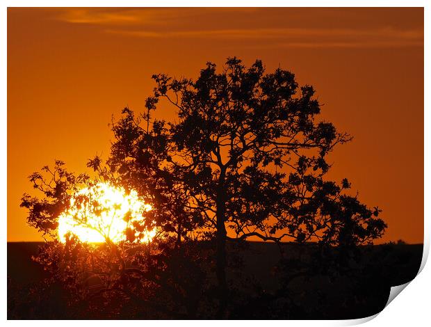 Orange sky sunset through tree Print by mark humpage