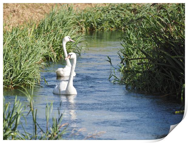 Swans swimming in river, Norfolk Print by mark humpage