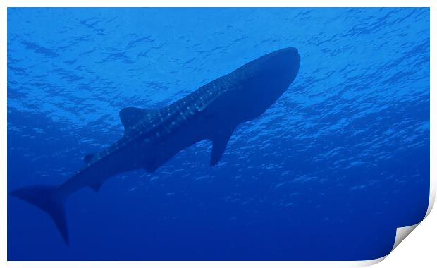 Whale shark underwater Print by mark humpage