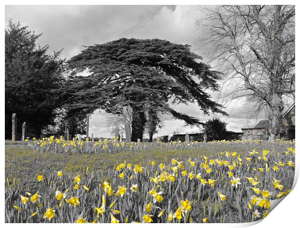 Daffodils under tree Print by mark humpage