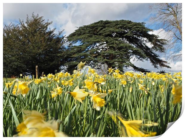 Daffodils and trees in Spring Print by mark humpage