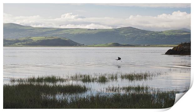 North Wales coast with heron flying over water Print by mark humpage