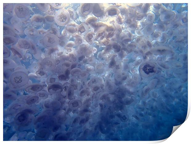 Jellyfish swimming in sea in Red Sea, Egypt Print by mark humpage
