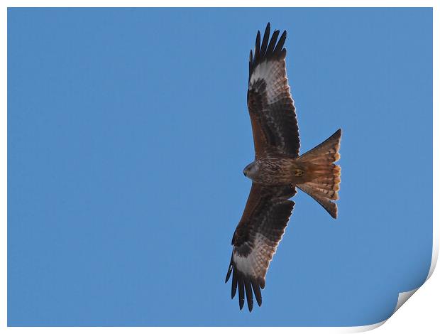 Red Kite open wings Print by mark humpage