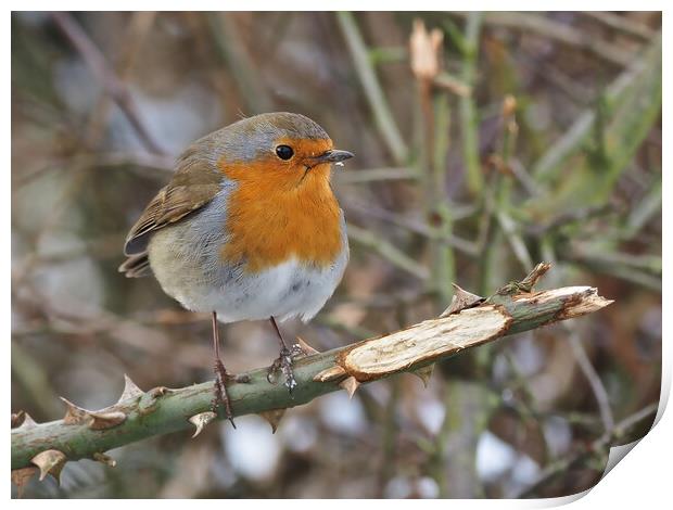 Robin bird perched on a tree branch Print by mark humpage
