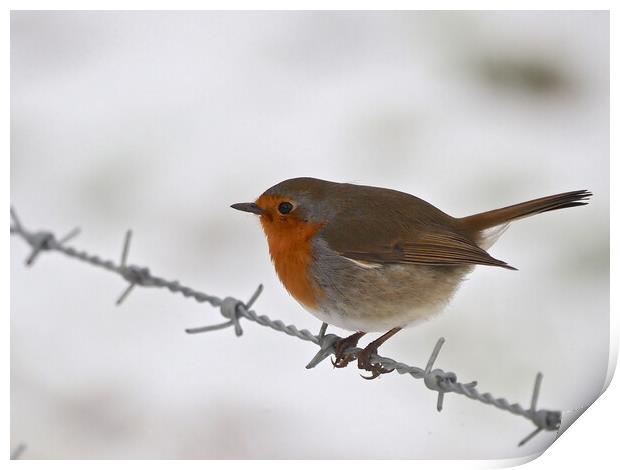 Robin sitting on wire fence in winter snow Print by mark humpage