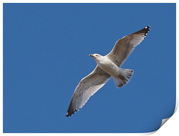 Seagull flying in blue sky Print by mark humpage