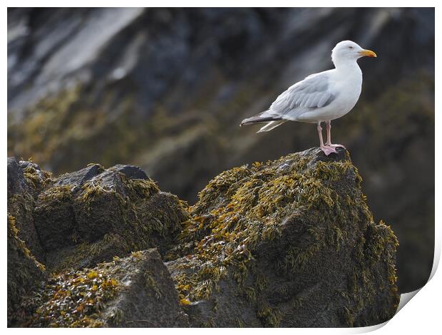 Gull sitting on rocks North Wales Print by mark humpage