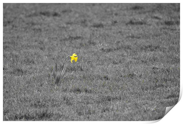 Single daffodil alone in grass field Print by mark humpage