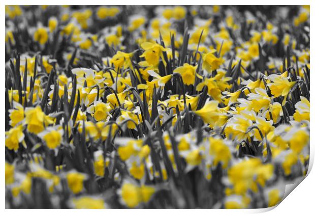 Field full of daffodils in colour Print by mark humpage