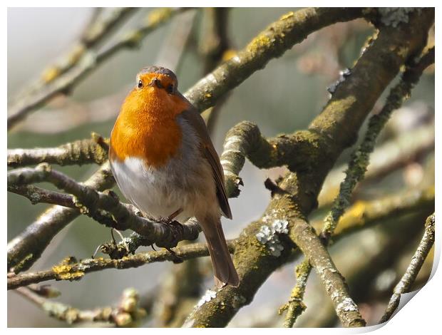 Robin bird in tree Print by mark humpage