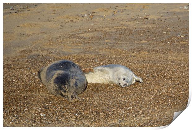Seals on Horsey Beach, Norfolk Print by mark humpage