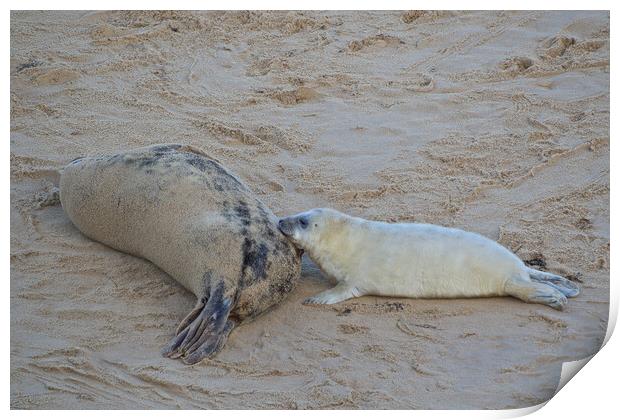 Seals on Horsey Beach, North Norfolk. Print by mark humpage
