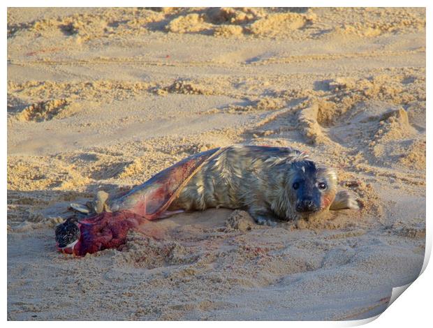 Seal pup on Horsey Beach, North Norfolk. Print by mark humpage