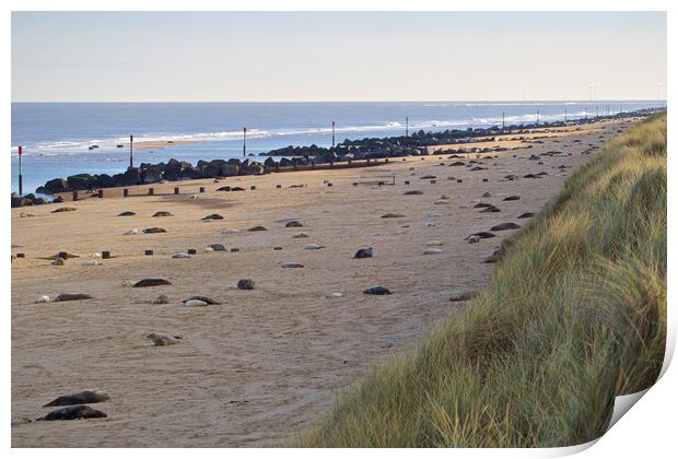 Seals on Horsey Beach, North Norfolk. Print by mark humpage