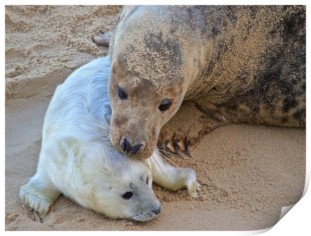 Seals on Horsey Beach, North Norfolk. Print by mark humpage