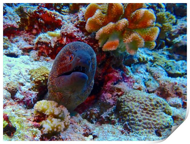 Moray eel underwater hiding in coral Print by mark humpage