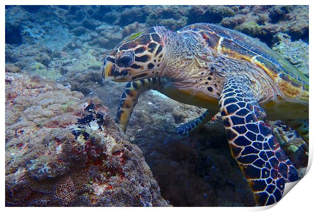 Turtle underwater diving in Maldives Print by mark humpage