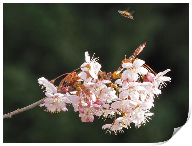 Tree in blossom with bee hovering Print by mark humpage