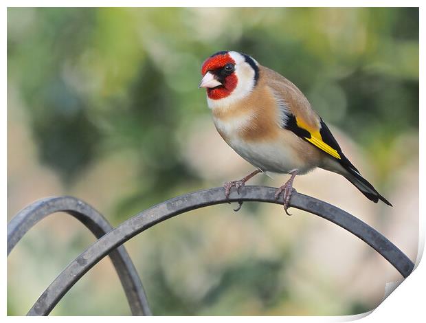 Goldfinch standing on bird feeder Print by mark humpage